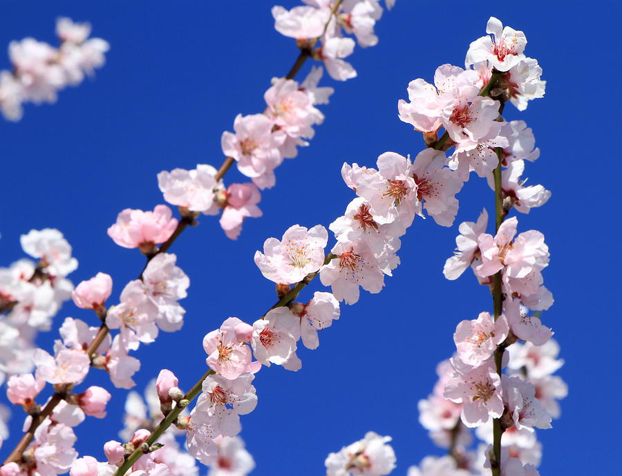 Spring almond tree flowers Photograph by Elenarts - Elena Duvernay photo