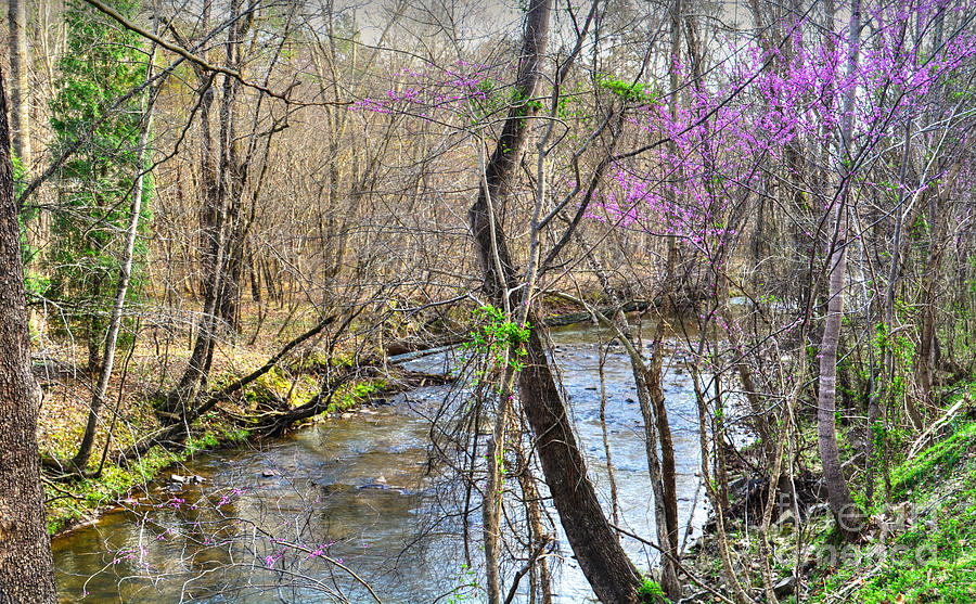 Spring Along The River Photograph