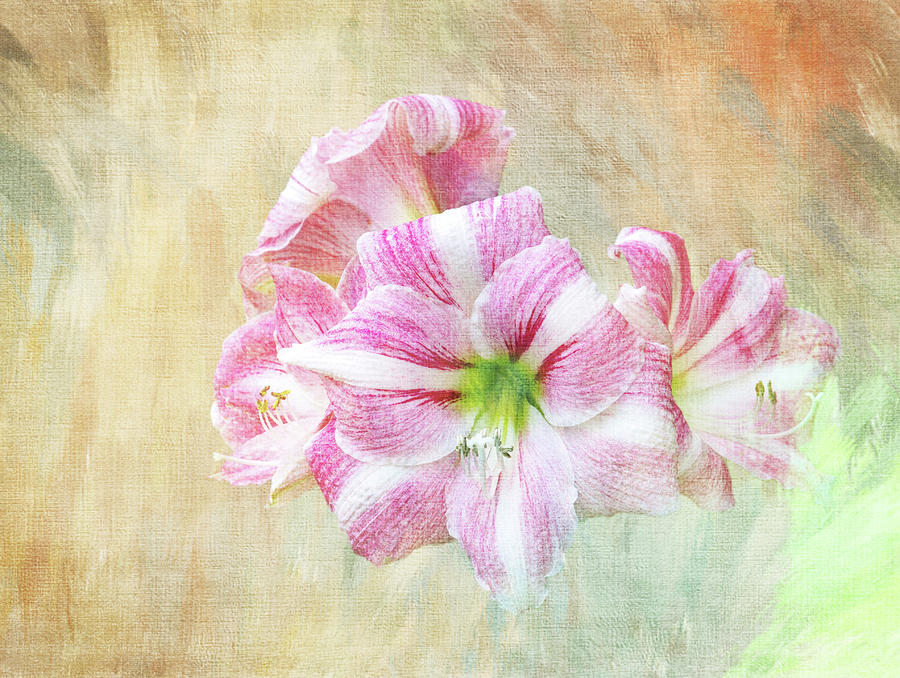 Springy Amaryllis Digital Art by Terry Davis