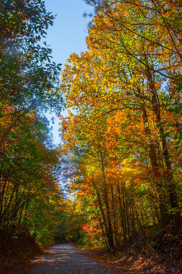 Nature Photograph - Spring and Fall Colors in the Forest by Parker Cunningham