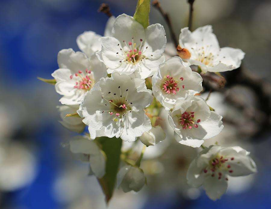 Spring and pear blossoms Photograph by Lynn Hopwood