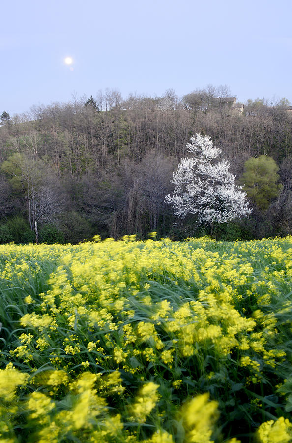 Flowering Photograph - Spring by Andrea Gabrieli Flowering Photograph - Spring by Andrea Gabrieli