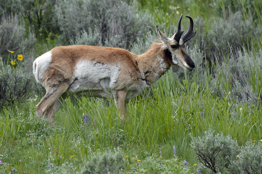 Spring Antelope Photograph by Bruce Gourley