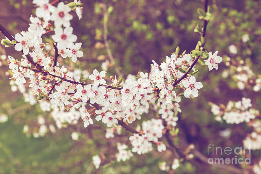 Spring apple blossom Photograph by Sophie McAulay