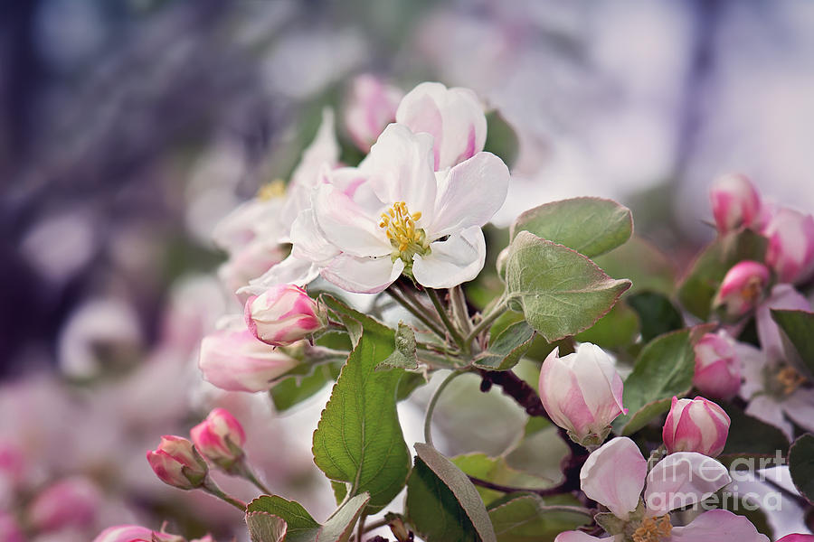 Spring Apple Blossoms Photograph by Gwen Gibson