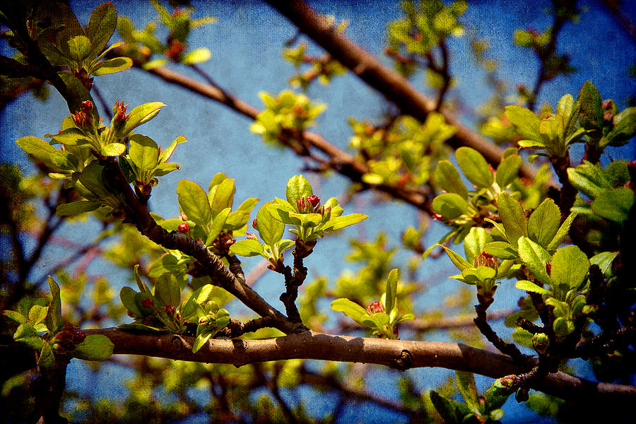 Spring Arrived Photograph by Milena Ilieva