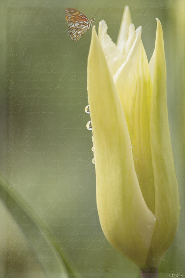 Spring Art - Spirit Of Love Photograph by Jordan Blackstone
