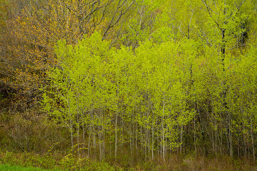 Spring Aspens And Oak Tree Photograph by Irwin Barrett