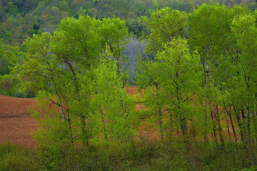 Spring Aspens and Tilled Field Photograph by Irwin Barrett