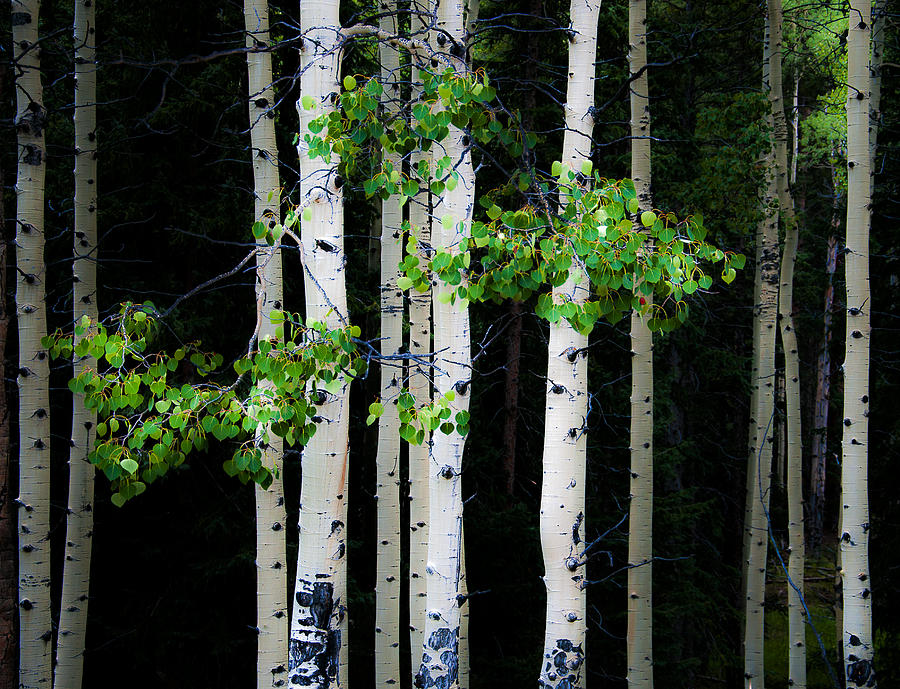 Tree Photograph - Spring Aspens by The Forests Edge Photography - Diane Sandoval