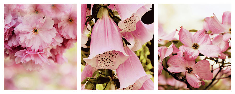 Spring Assemblage Triptych Photograph by Jessica Jenney