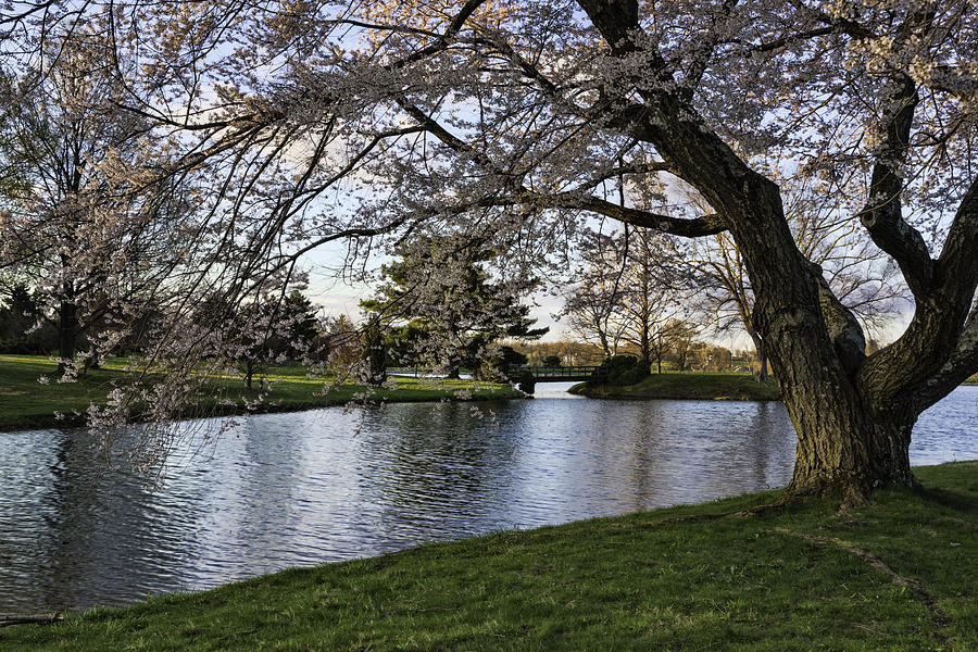 Spring at Dawes Arboretum Photograph by Roberta Kayne