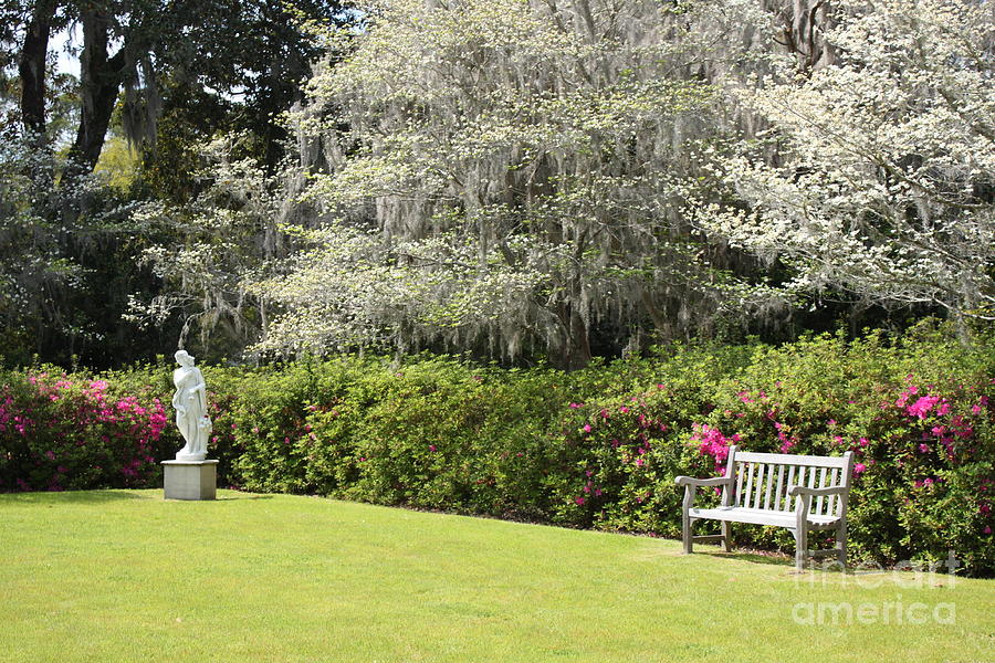 Spring at Middleton Place Photograph by Cortney Price