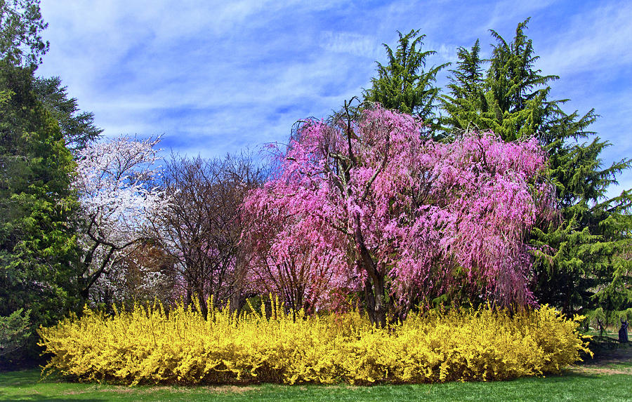 Spring at the Arboretum Photograph by Carolyn Derstine