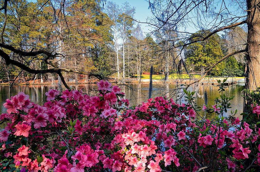Spring at the Lake Photograph by Linda Brown
