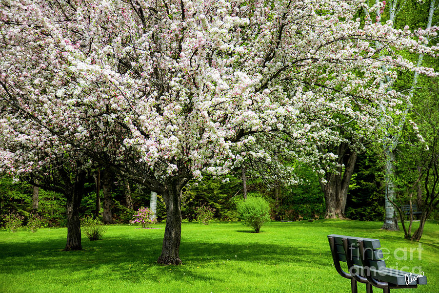 Spring At The Park Photograph