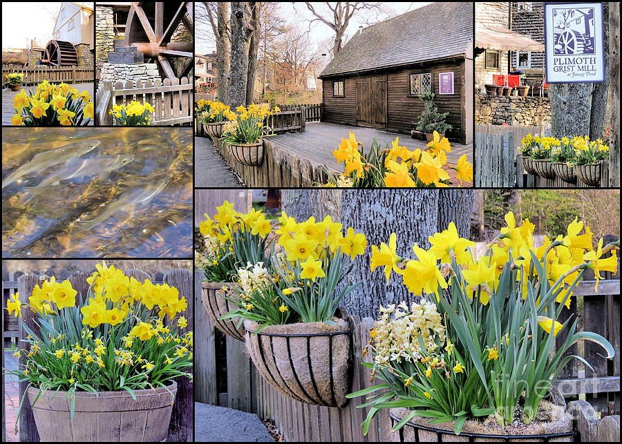 Spring at the Plimoth Grist Mill Photograph by Janice Drew
