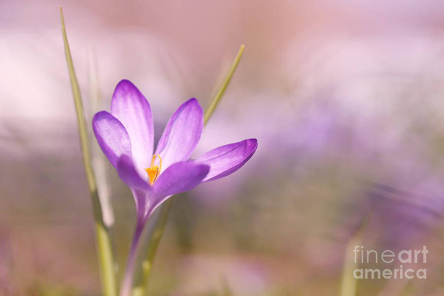 Spring Awakening Photograph by LHJB Photography - Fine Art America