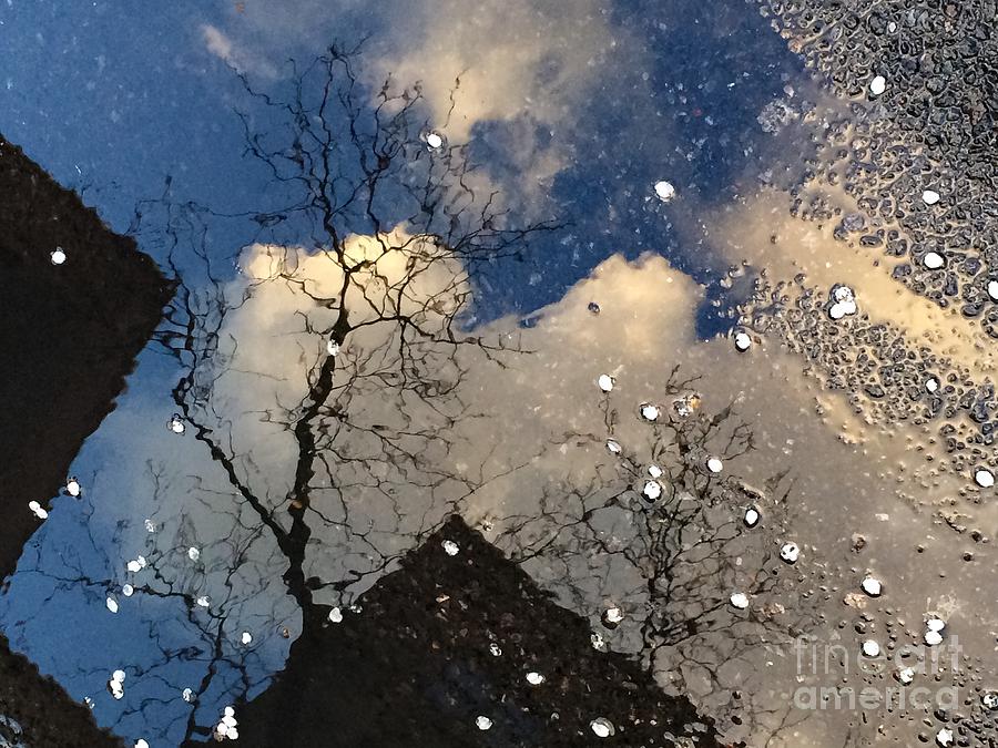 Spring Awakenings - World in a Puddle Photograph by Miriam Danar