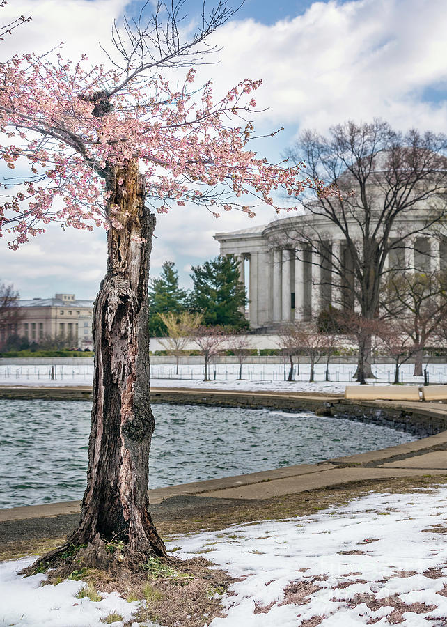 Spring Awakens in DC Photograph by Karen Jorstad