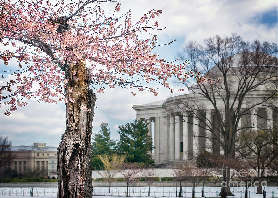 Spring Awakens in DC I Photograph by Karen Jorstad
