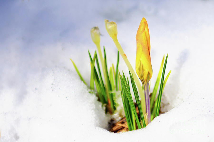 Spring Awekening Photograph by Anna Serebryanik