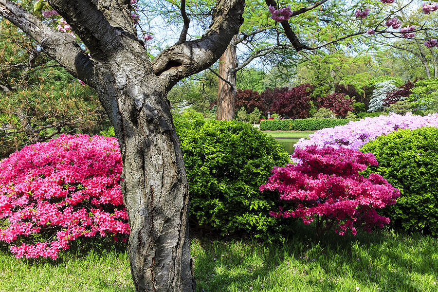Spring Azaleas Photograph by Ben Graham