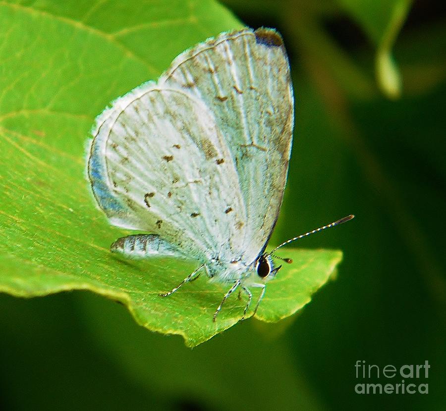Butterfly Photograph - Spring Azure Butterfly  Celastrina laden  Spring  Indiana by Rory Cubel
