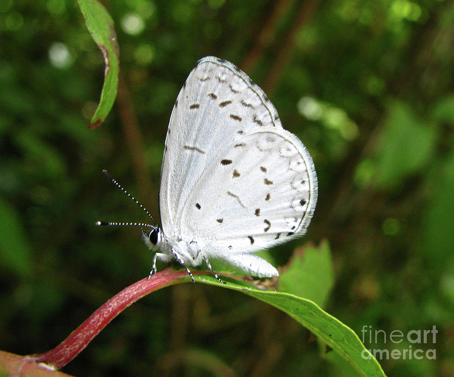 Spring Azure Butterfly Photograph by Donna Brown