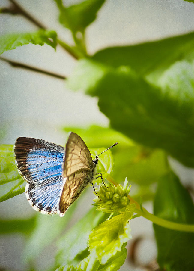 Spring Azure Butterfly Photograph by Maggie Terlecki