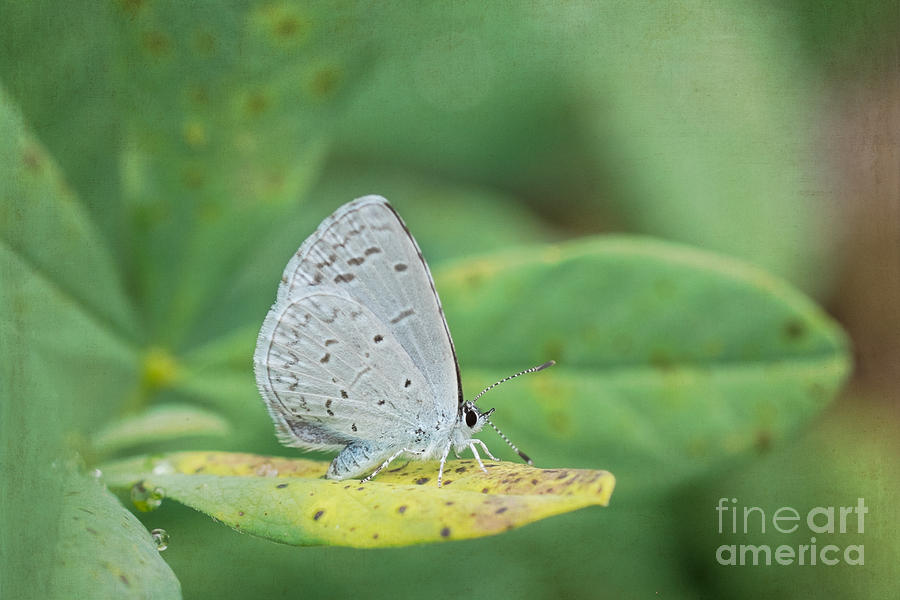 Spring Azure Butterfly Photograph by Marianne Jensen