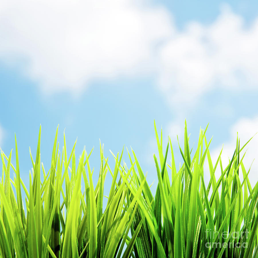 Spring background Photograph by Anna Om
