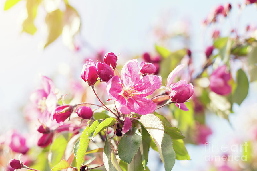 Spring Photograph - Spring background art with pink apple blossom by Victoria Kondysenko
