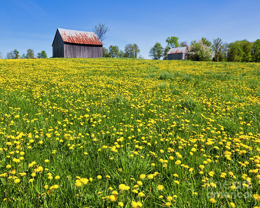 Spring Barn Landscape Photograph by Alan L Graham