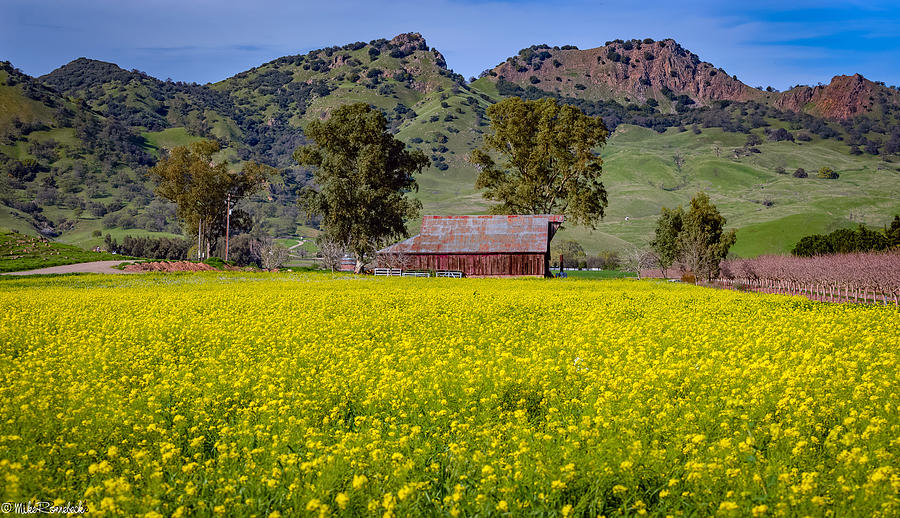Spring Barn Photograph by Mike Ronnebeck