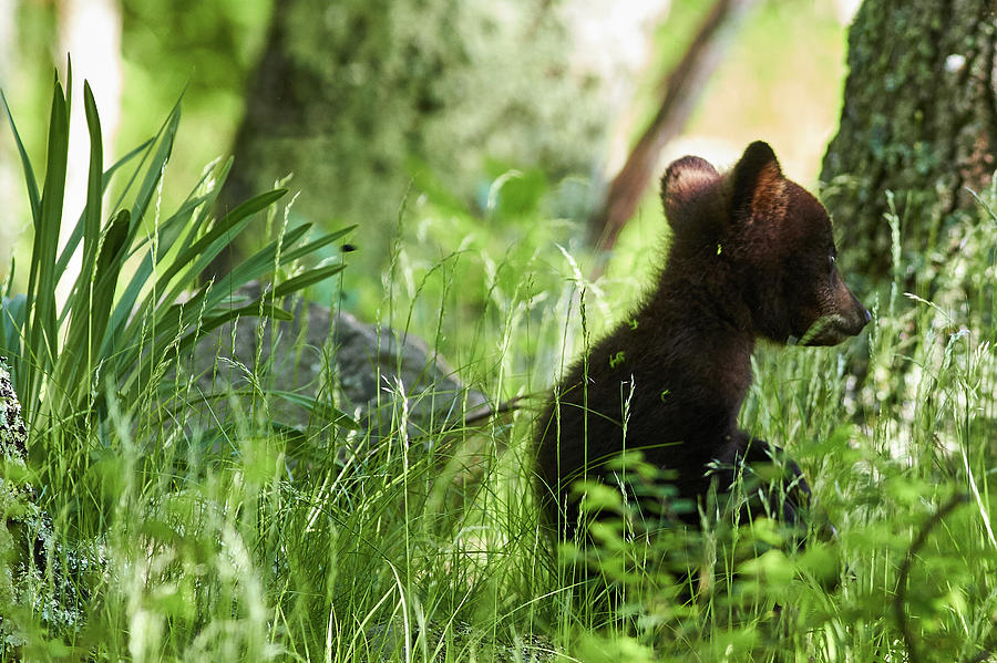 Spring bear Cub Photograph by Brian Simpson