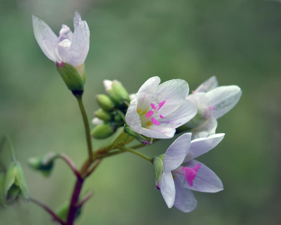 Spring Beauties Photograph by Ann Bridges