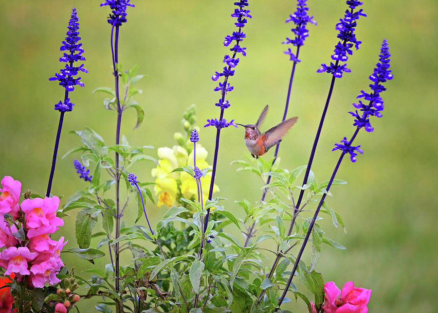 Garden Photograph - Spring Beauties in the Garden by Lynn Bauer