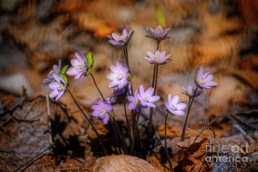 Spring Beauties Photograph by Mary Machare
