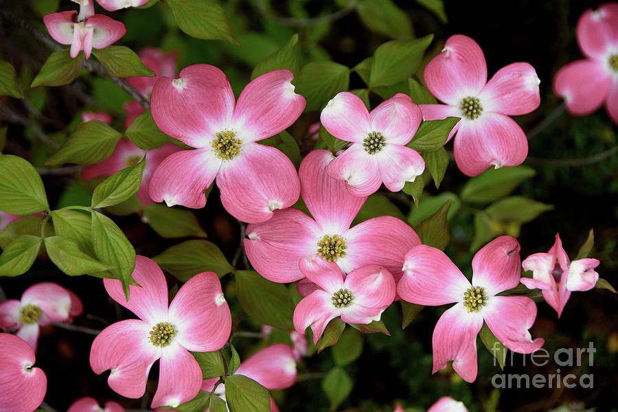 Spring Beauties Photograph by Scott Cameron