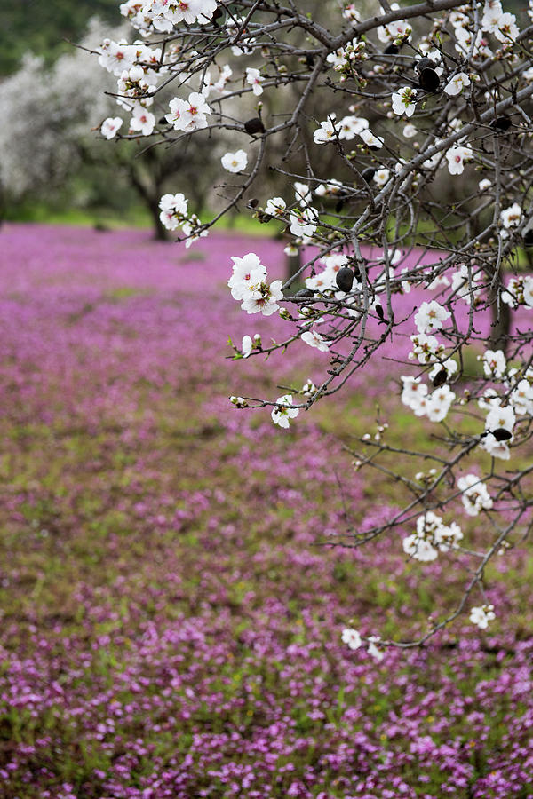 Spring beautiful and colorful landscape. Photograph by Michalakis Ppalis