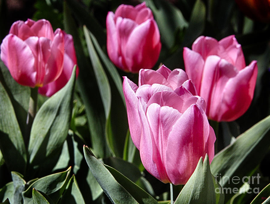 Tulips Spring Beauty 2 Large Canvas Art, Canvas Print, Large Art, Large Wall Decor, Home Decor Photograph by David Millenheft