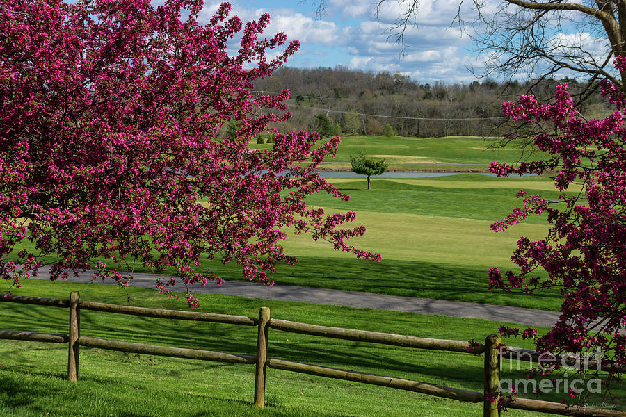 Spring Beauty At Rivercut Photograph by Jennifer White