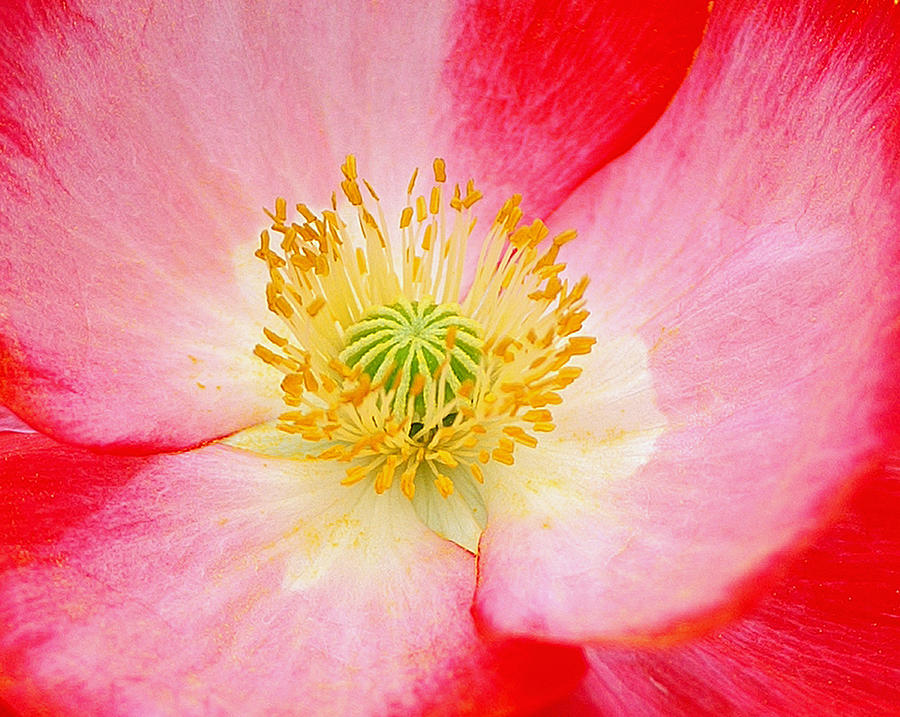 Poppy Photograph - Spring Beauty by Bill Morgenstern