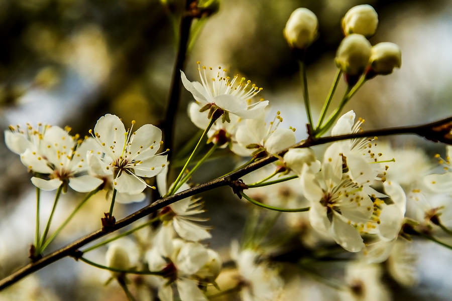 Spring Beauty - Dogwood Blossoms Photograph by Barry Jones