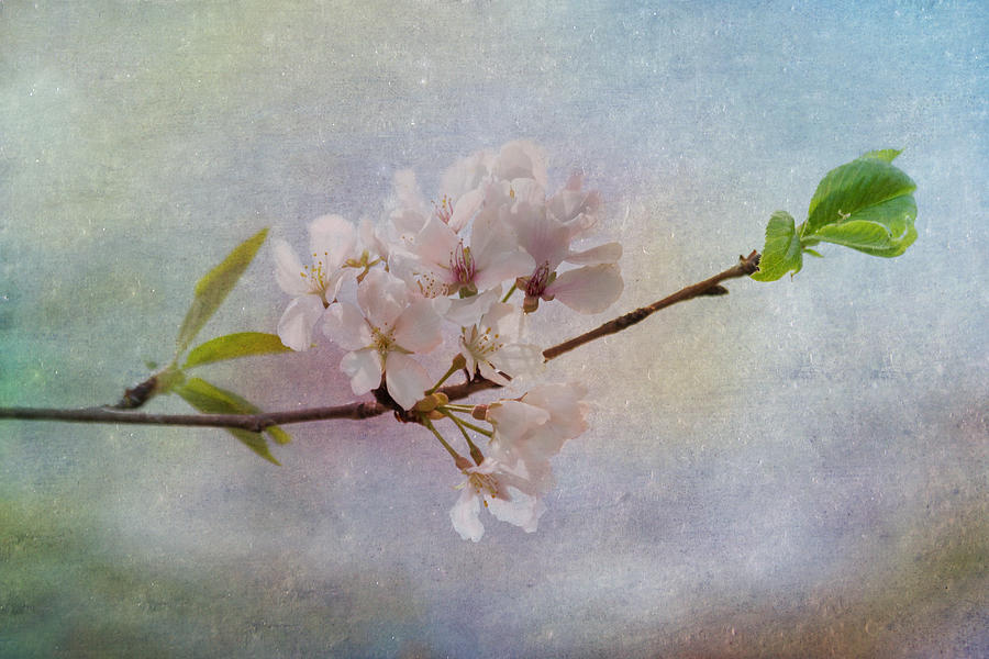 Nature Photograph - Spring Beauty by Kim Hojnacki