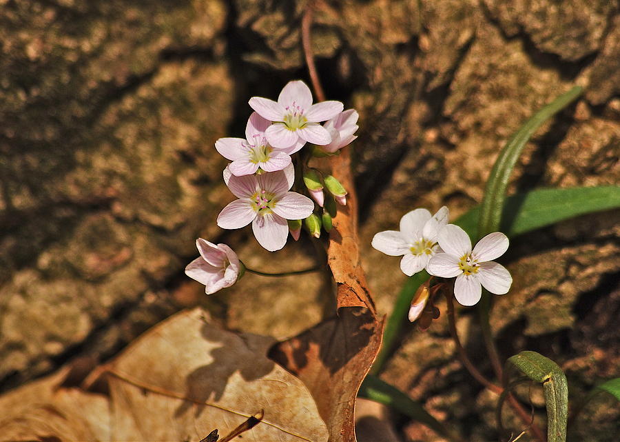 Spring Photograph - Spring Beauty by Michael Peychich
