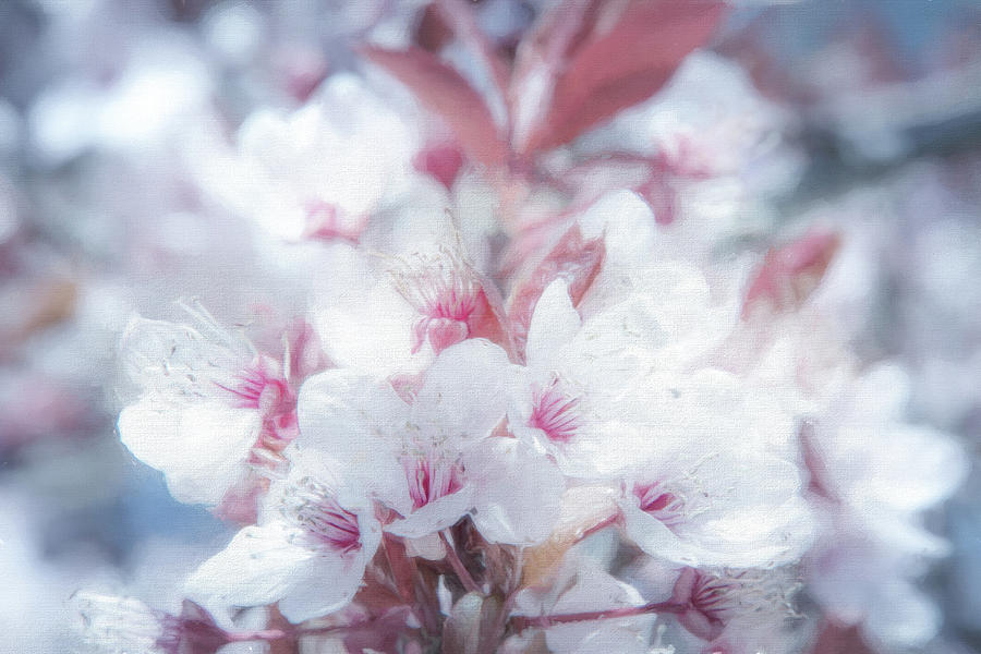 Spring Beauty Digital Art by Terry Davis