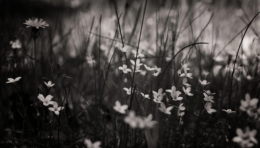 Spring Beauty Photograph by Venura Herath