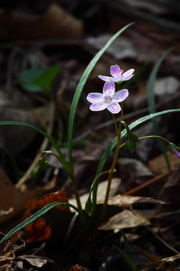 Spring Beauty Photograph - Spring Beauty Wildflower on Forest Floor by Michael Dougherty